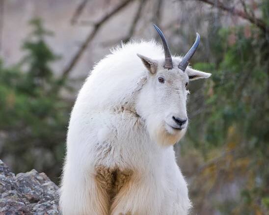 Hoofstock - BC Wildlife Park 