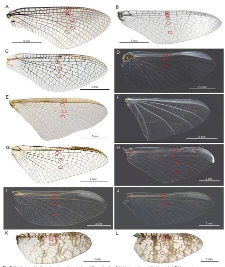 Insect Morphology Research Papers - Academia.edu