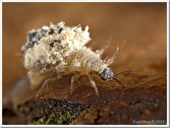 Zlatoočko Chrysotropia ciliata