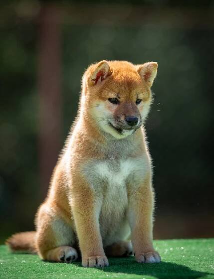 ПОМЕТ B-2022. SHIOMARU Shiba and Akita Inu Kennel