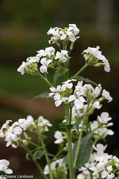 fotografický klíč k určování cévnatých rostlin :: BOTANICKÁ FOTOGALERIE