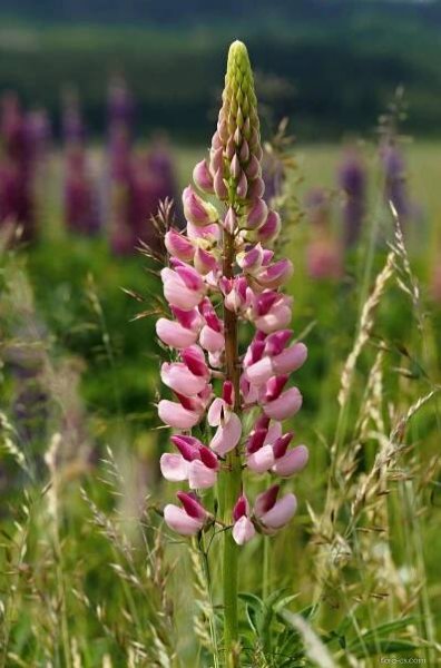 Lupina mnoholistá (Lupinus polyphyllus)