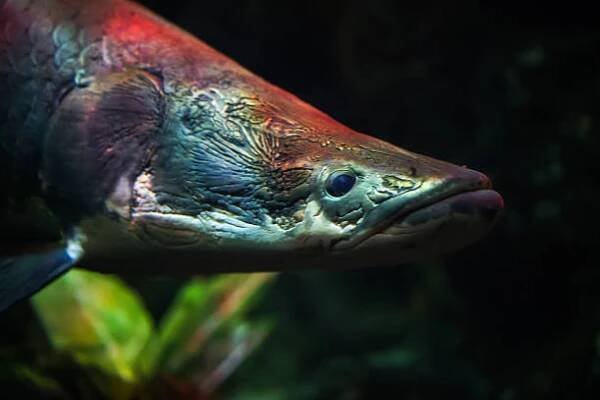 closeup arapaima (sudis gigas), také známý jako pirarucu. divoká zvěř. - arapaima velká - stock snímky, obrázky a fotky