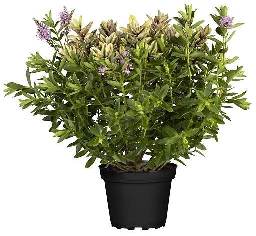 Hebe Andersonova (Hebe andersonii) Quattro, pr. kv. cca 19 cm nakoupit u OBI