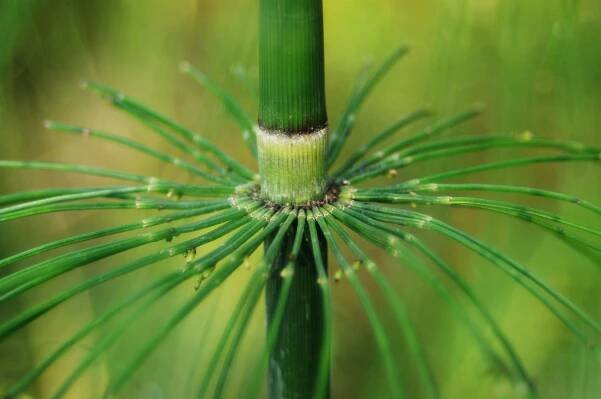 Tallo y ramificaciones de Equisetum arvense