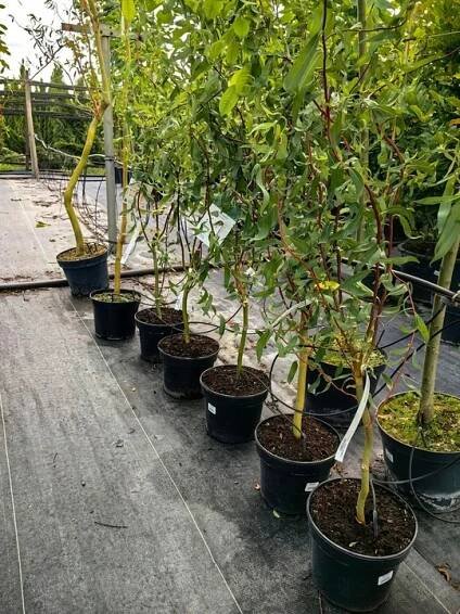Salix babylonica – Babylonská vrba Tortuosa