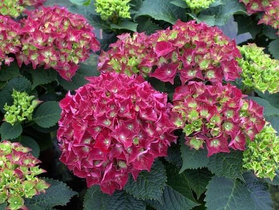 Hortenzie velkolistá 'Royal Red' - Zahradní centrum 