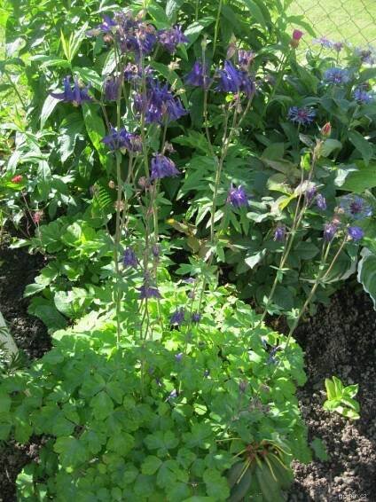 Forum / Obrázek : Orlíček (Aquilegia)