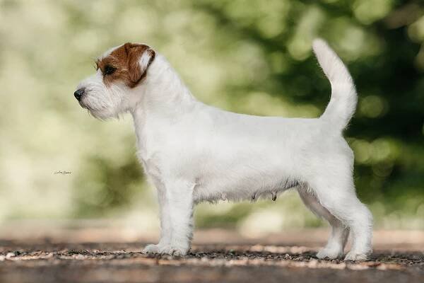 ODCHOVY - Shah-Azim Jack Russell teriér