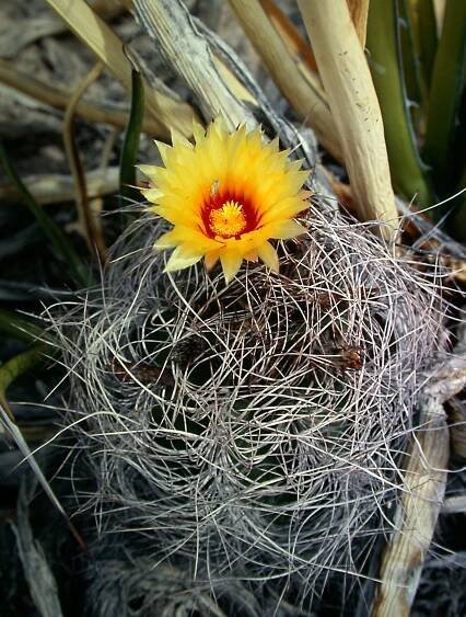 Astrophytum capricorne var. senile — Die Blüten — – Die Gattung Astrophytum 