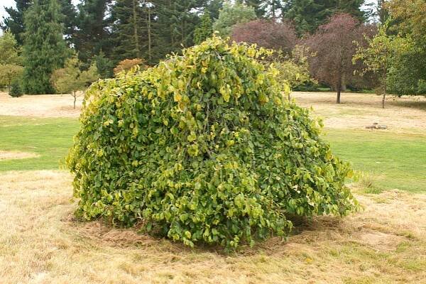 Parrotia persica 'Pendula'