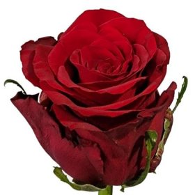 Červená růže UPPER CLASS 50cm (L)