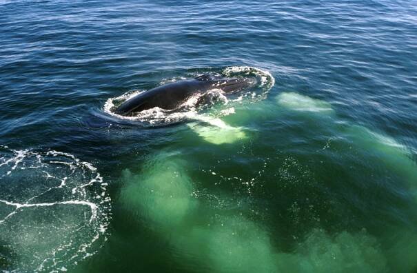Soubor:Humpback-whale-bubblenet.jpg – Wikipedie