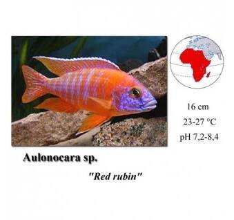 Tlamovec / Aulonocara sp. Rubin Red