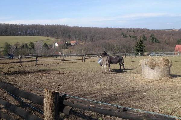 Farma Žlutava foto 1