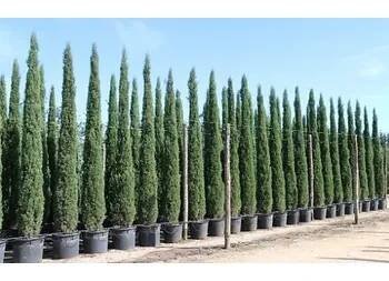 Cypřiš stálezelený - Cupressus Sempervirens Stricta - Totem - výška 80/100cm