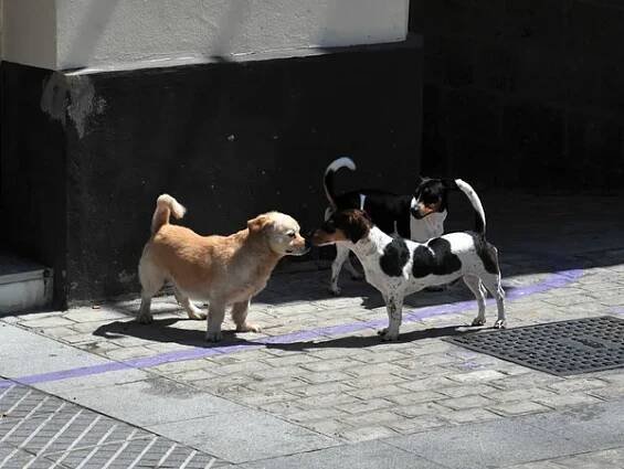 Cádiz, Španělsko - 5. července 2011: Psi na ulici pravěkého moře Město Cádiz — Stock obrázek