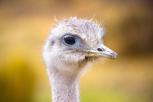 Wildlife – Graeme Green
