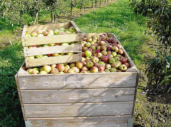 Läpple Hofladen | Obst und Gemüse Hattenhofen