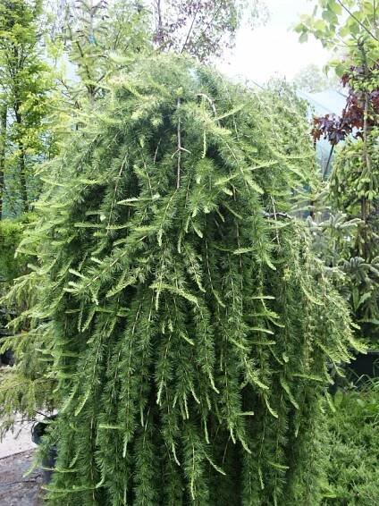 Larix decidua Pendula | Larix - modřín |Zahradnictví Franc 
