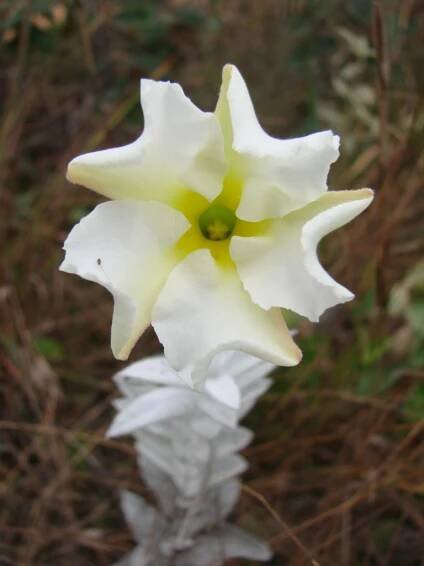 Soubor:Macrosiphonia velame.jpg – Wikipedie