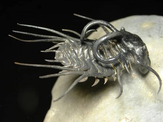 Dicranurus monstrosus - Přírodniny Vedral