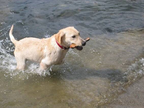Labrador | 1024x768. Tapeta, pozadí na plochu Windows