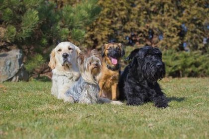 Skupina čtyř psů různých plemen — Stock obrázek