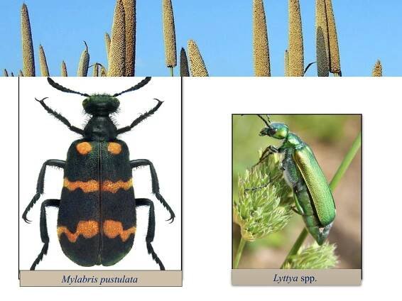 Mylabris pustulata Lyttya spp.
 