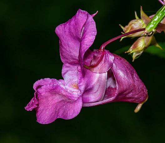 Netýkavka žláznatá (Impatiens glandulifera) - VMD drogerie a parfumerie