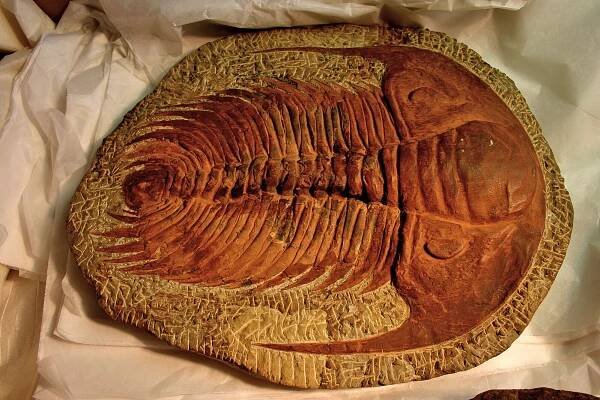 Cesta do pravěku za amonity a trilobity - LENKA BLAZA art