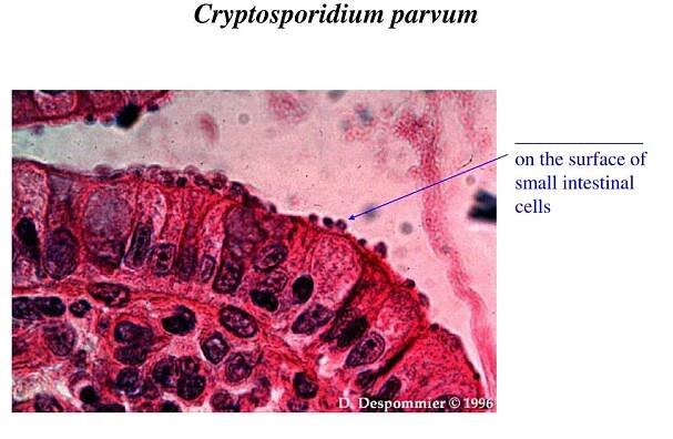 PPT - The Piroplasms – p. 166-169 PowerPoint Presentation, free download - ID:6880