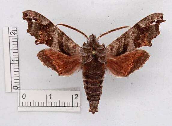 Deidamia inscriptum - SPHINGIDAE OF THE UNITED STATES OF AMERICA