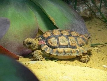 V plzeňské zoo se poprvé podařilo odchovat vzácnou želvu trpasličí