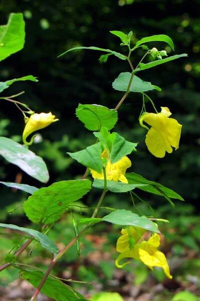 Netýkavka nedůtklivá (Impatiens noli-tangere)