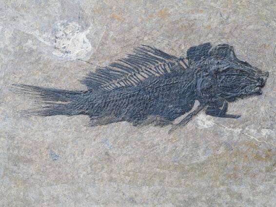 Legnonotus