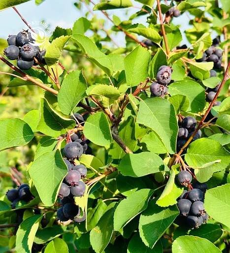 Muchovník olšolistý  I amelanchier alnifolia I ovocný keř I permasemínka