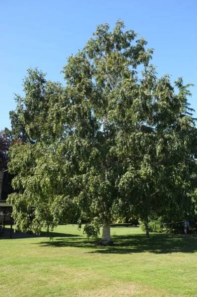 Betula utilis B jacquemontii