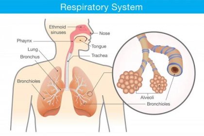 dýchací systém člověka - bronchiální strom plící stock ilustrace