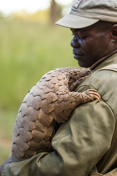 Pangolin