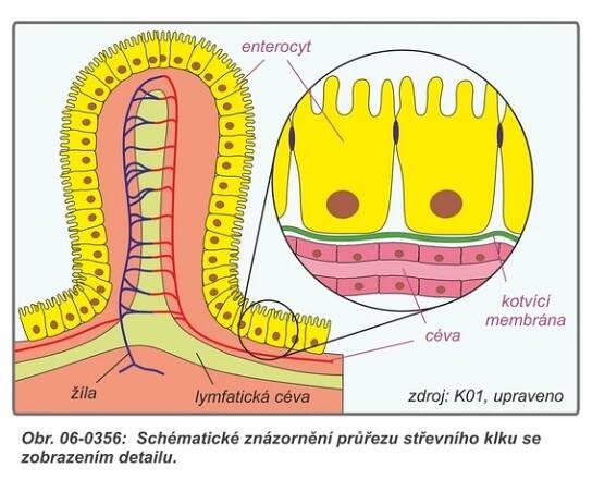 06-0356 Průřez střevním klkem.