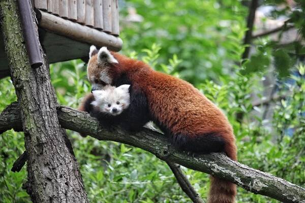 Velká radost v Zoo Brno. Mládě pandy červené se poprvé ukázalo světu