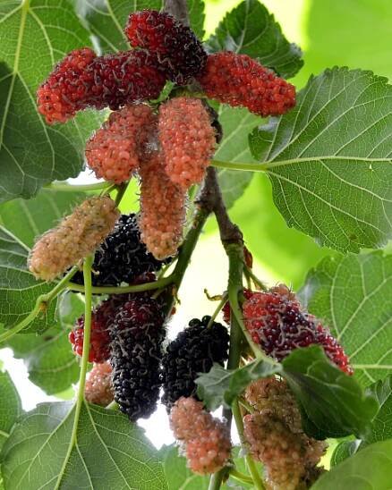 Moruša čierna (Morus nigra) ´MATSUNAGA (MOJO BERRY)´® 