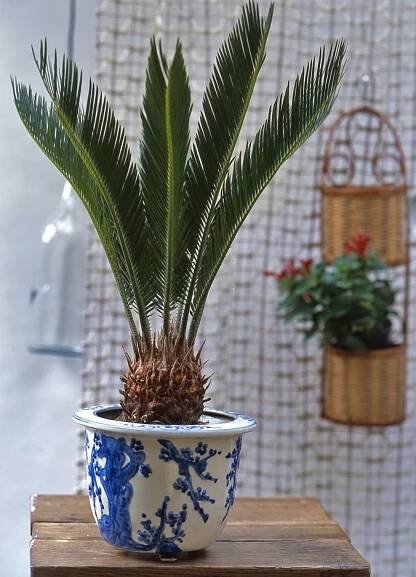 Cykas/Cycas revoluta