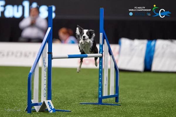 Individual Large - Agility World Championship Picture Galleries