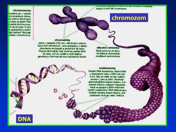 PPT - SOMATOLOGIE PowerPoint Presentation, free download - ID:5360925