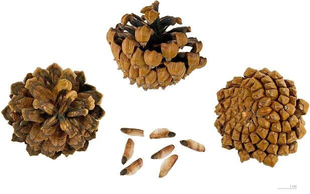 Súbor:Pinus mugo subsp. uncinata MHNT.BOT.2005.0.976.jpg – Wikipédia