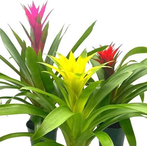 7 Nontoxic Houseplants for Dog Owners – American Kennel Club