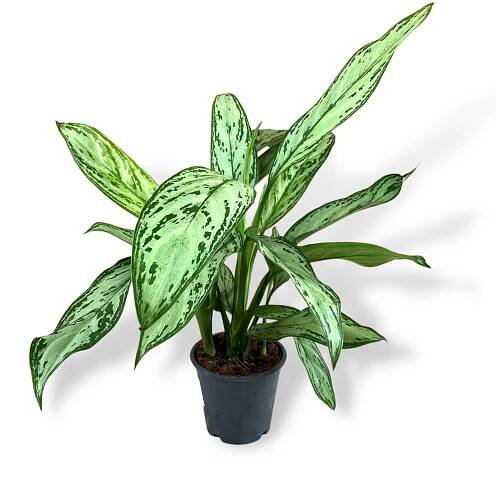 Aglaonema Commutatum 'Silver Queen' - Derek Garden Centre Malta