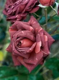 Růže se pyšní neuvěřitelnou rozmanitostí barev a typů květů. Pinterest